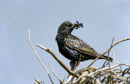 The Starling.